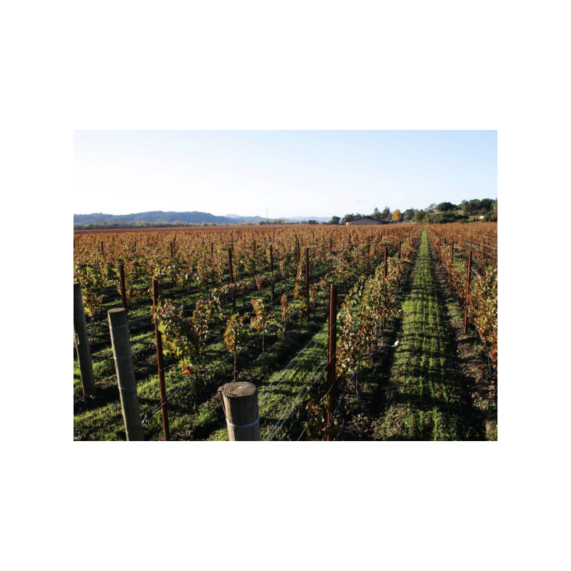 AOP Bourgogne Hautes Côtes Nuits rouge 2022 Domaine Olivier Gard