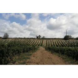 AOP Crozes Hermitage rouge 2024 Domaine du Pavillon