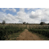 AOP Crozes Hermitage rouge 2024 Domaine du Pavillon