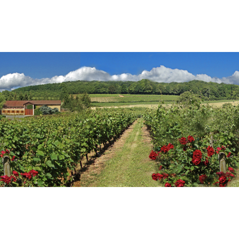 AOP Coteaux Bourguignons cuvée d'Antan 2023 Domaine de Rôtissons