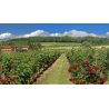 AOP Coteaux Bourguignons cuvée d'Antan 2023 Domaine de Rôtissons