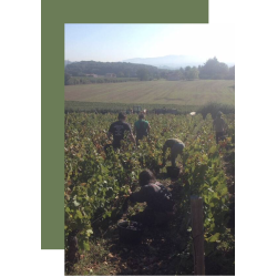 AOP Coteaux Bourguignons cuvée d'Antan 2023 Domaine de Rôtissons