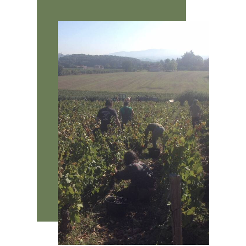 AOP Coteaux Bourguignons cuvée d'Antan 2023 Domaine de Rôtissons