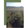 AOP Coteaux Bourguignons cuvée d'Antan 2023 Domaine de Rôtissons