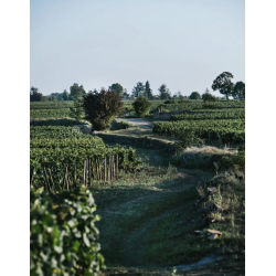 AOP Charmes Chambertin grand cru 2017 - Domaine Chanson