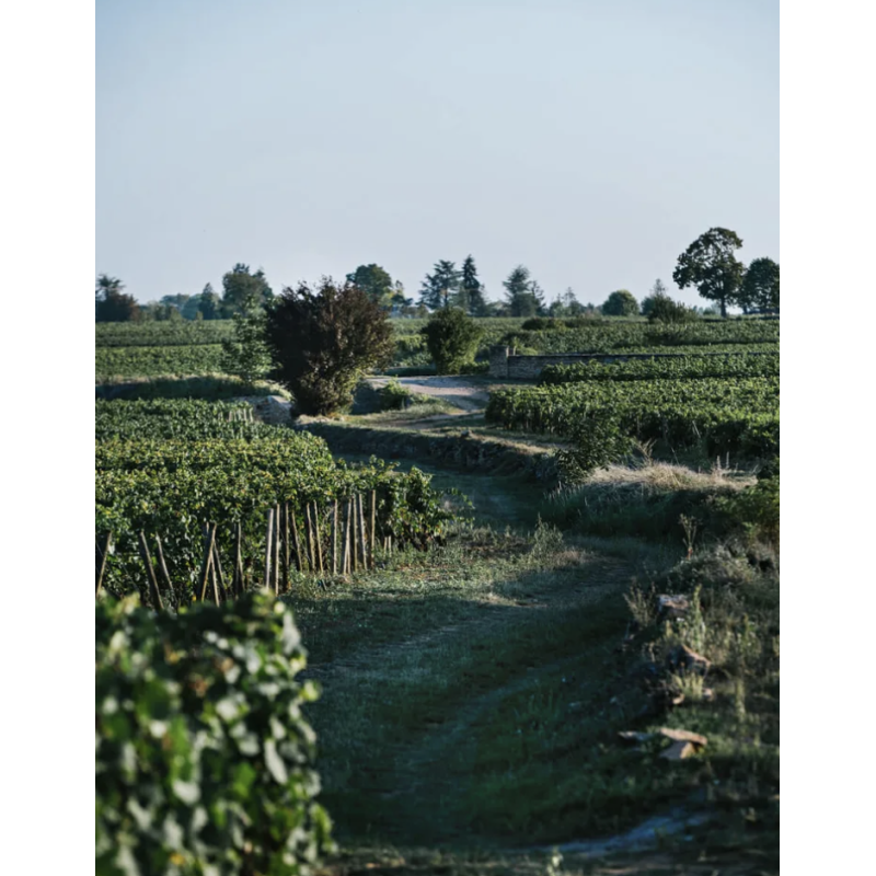 AOP Charmes Chambertin grand cru 2017 - Domaine Chanson