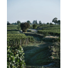 AOP Charmes Chambertin grand cru 2017 - Domaine Chanson