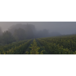 AOP Saint Nicolas de Bourgueil Lexi 2023