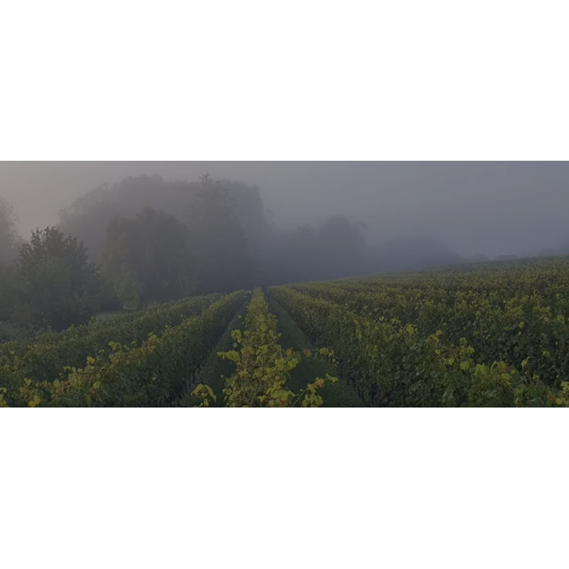 AOP Saint Nicolas de Bourgueil Lexi 2023