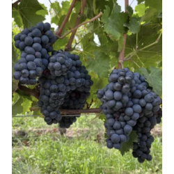 AOP Saint Nicolas de Bourgueil Marley 2021