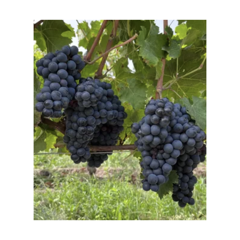 AOP Saint Nicolas de Bourgueil Marley 2021