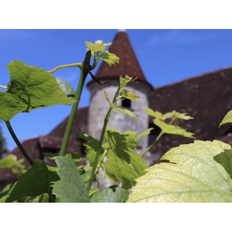 AOP Rully blanc 2020 Maison Joliet