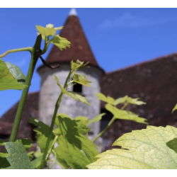 AOP Bourgogne Pinot Noir 2024 Maison Joliet