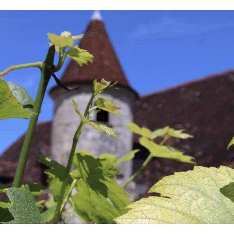 AOP Bourgogne Pinot Noir 2024 Maison Joliet