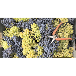 AOP Champagne De La Chapelle Eclat Blanc de Blanc extra brut