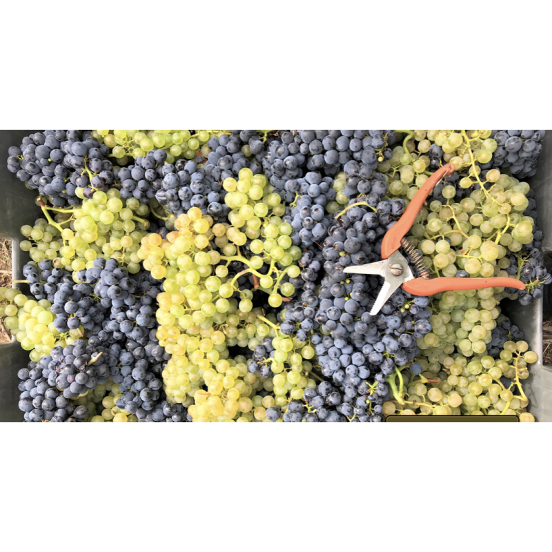 AOP Champagne De La Chapelle Eclat Blanc de Blanc extra brut