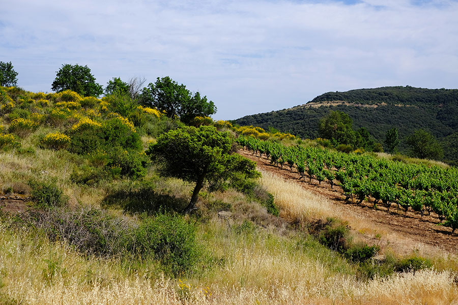 Zoom sur l'AOP Terrasses du Larzac